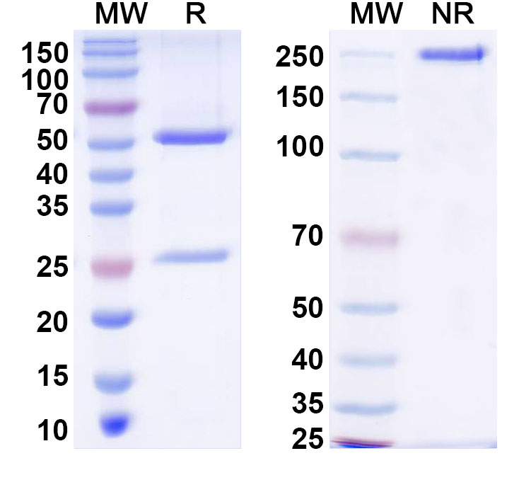 SDS-PAGE for InVivoMAb Anti-Human CD79b & CD3 Bispecific Antibody (BS001)