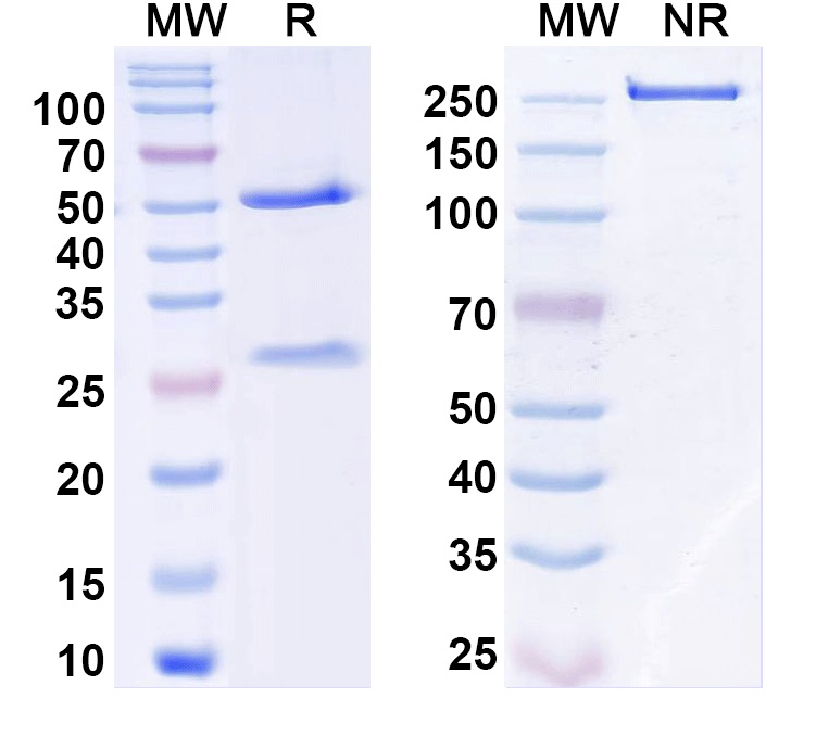 SDS-PAGE for InVivoMAb Anti-Human CFD Antibody (Iv0118)