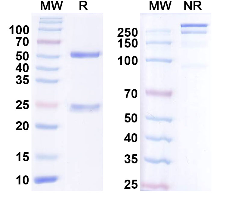 SDS-PAGE for InVivoMAb Anti-Human CSF1/M-CSF (Iv0052)