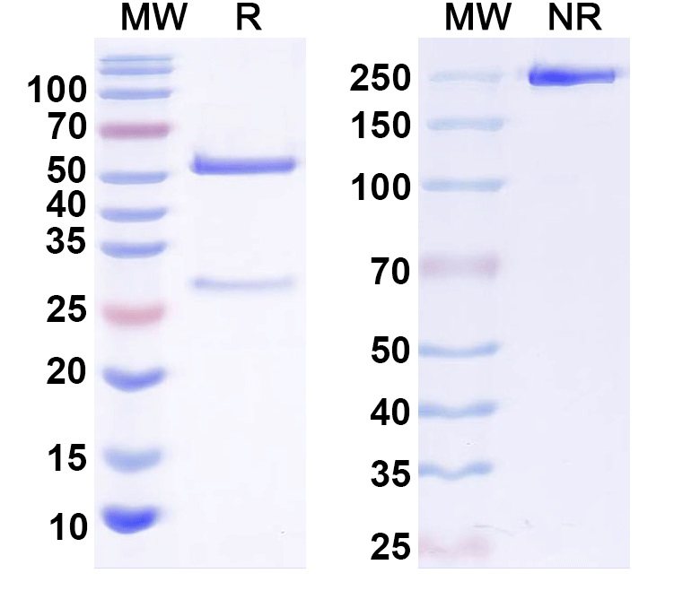 SDS-PAGE for InVivoMAb Anti-Human CXCL10/IP-10 (Iv0088)