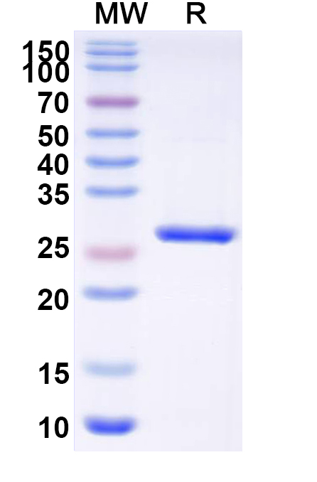 SDS-PAGE for InVivoMAb Anti-Human EGFRvIII Antibody (Iv0218)