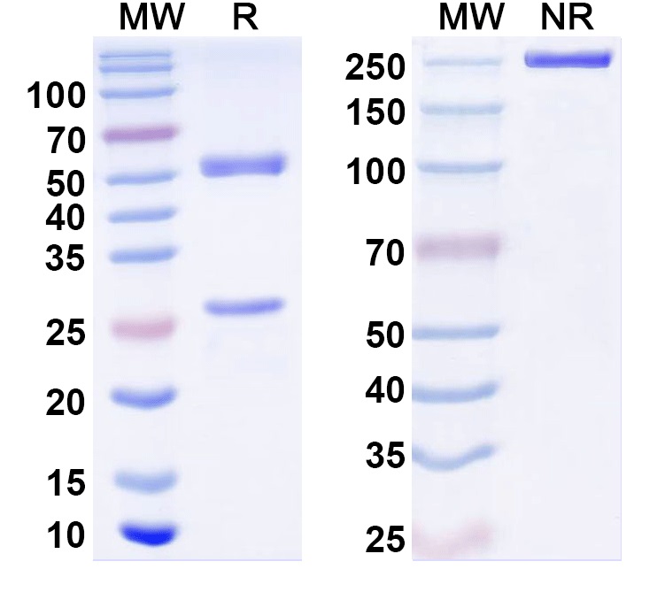 SDS-PAGE for InVivoMAb Anti-Human EPO (Iv0055)