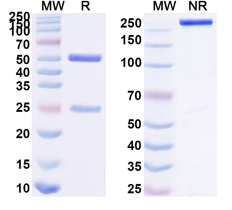 SDS-PAGE for InVivoMAb Anti-Human ERBB3/HER3 Antibody (Iv0184)