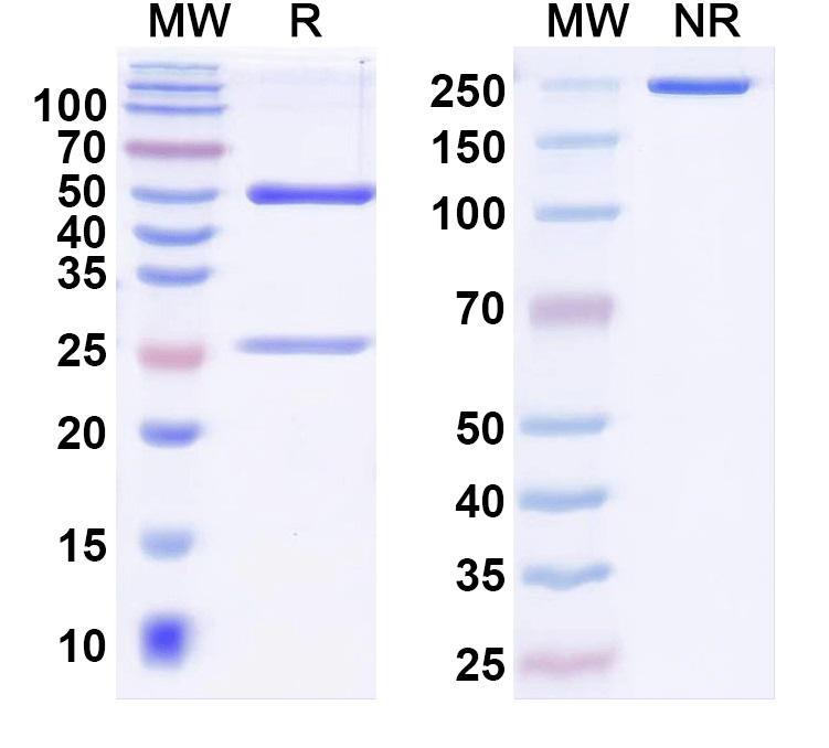 SDS-PAGE for InVivoMAb Anti-Human F12 Antibody (Iv0164)