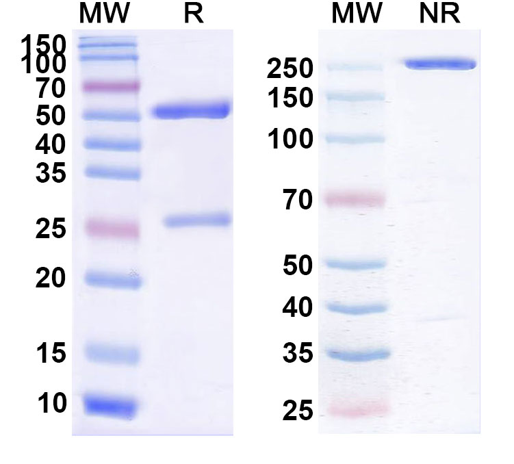 SDS-PAGE for InVivoMAb Anti-Human F8/Coagulation factor VIII Antibody (RHD5)