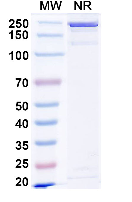 SDS-PAGE for InVivoMAb Anti-Human Flt3 ligand/FLT3LG (Iv0057)