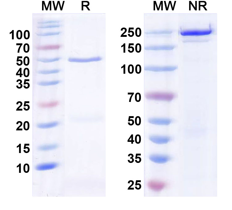 SDS-PAGE for InVivoMAb Anti-Human FOLH1/PSMA Antibody (Iv0137)