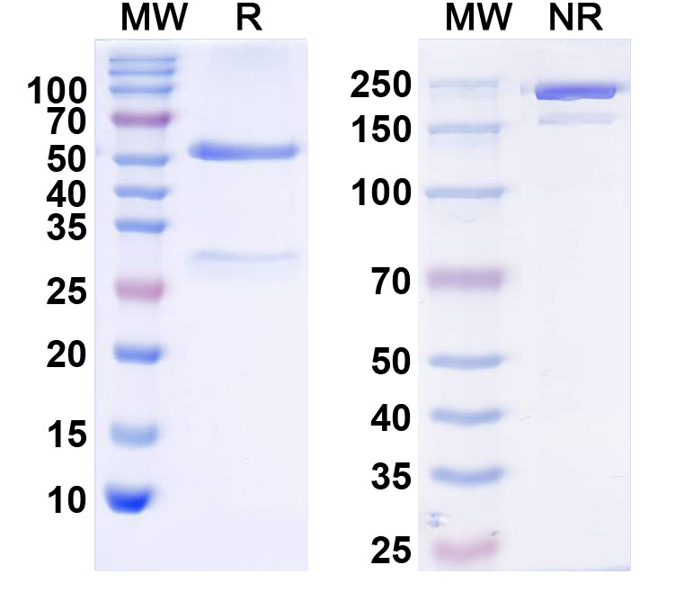 SDS-PAGE for InVivoMAb Anti-Human HBEGF (Iv0076)