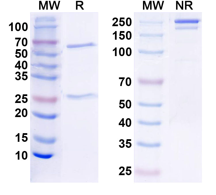 SDS-PAGE for InVivoMAb Anti-Human HGF (Iv0065)