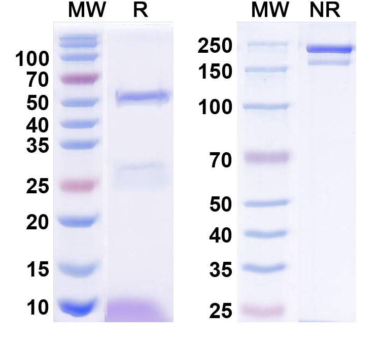 SDS-PAGE for InVivoMAb Anti-Human HTRA1/PRSS11 Antibody (Iv0191)