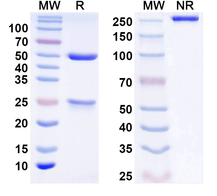 SDS-PAGE for InVivoMAb Anti-Human IFNB1/IFN-beta Antibody (Iv0199)