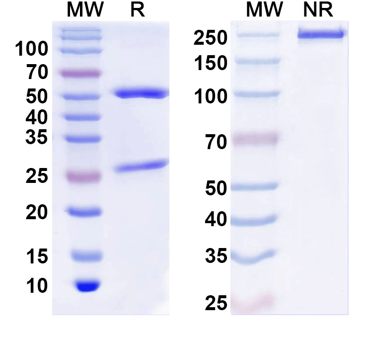 SDS-PAGE for InVivoMAb Anti-Human IFNG/IFN-gamma (Iv0049)