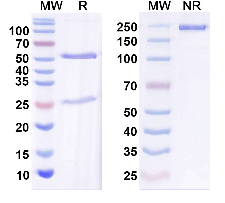 SDS-PAGE for InVivoMAb Anti-Human IGF1 (Iv0063)