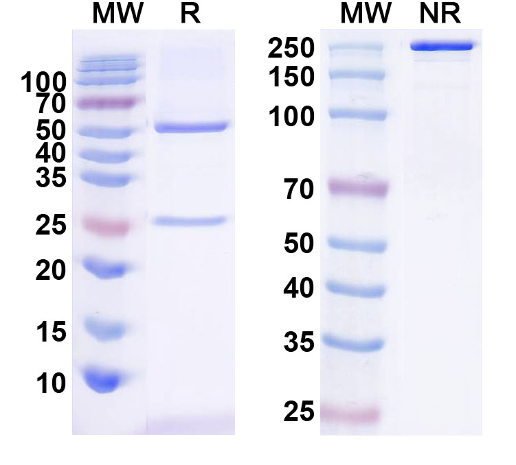 SDS-PAGE for InVivoMAb Anti-Human IL10 (Iv0025)