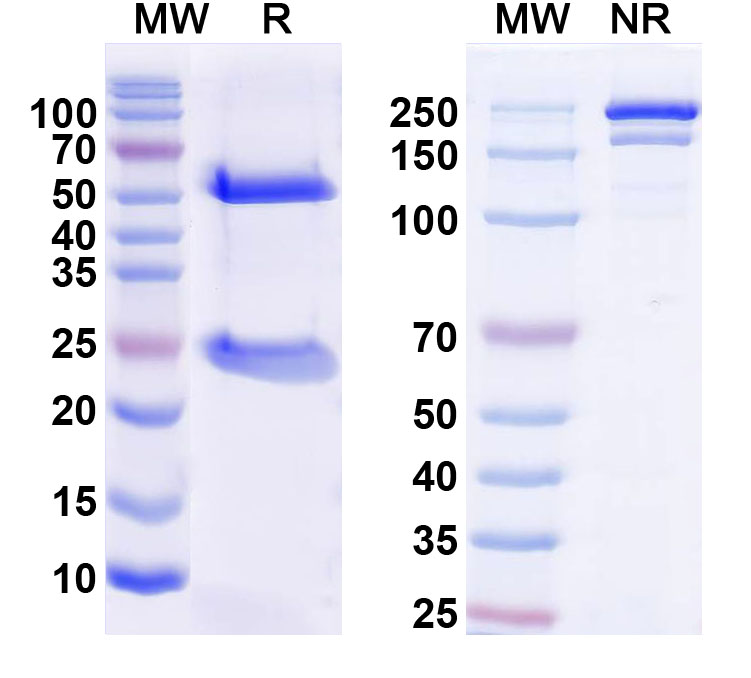 SDS-PAGE for InVivoMAb Anti-Human IL12B/IL-12 p40/NKSF2 (Iv0026)