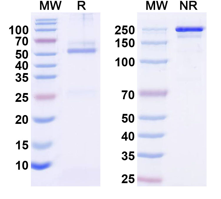 SDS-PAGE for InVivoMAb Anti-Human IL13 (Iv0027)