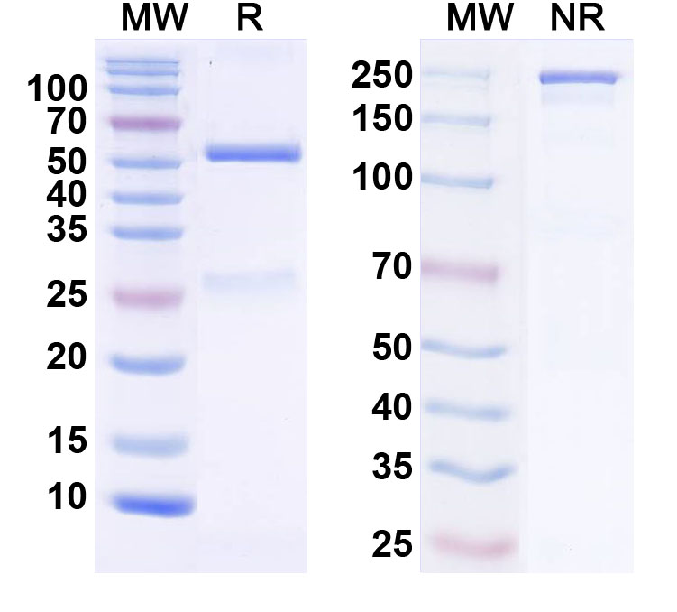 SDS-PAGE for InVivoMAb Anti-Human IL18/IL1F4 (Iv0030)