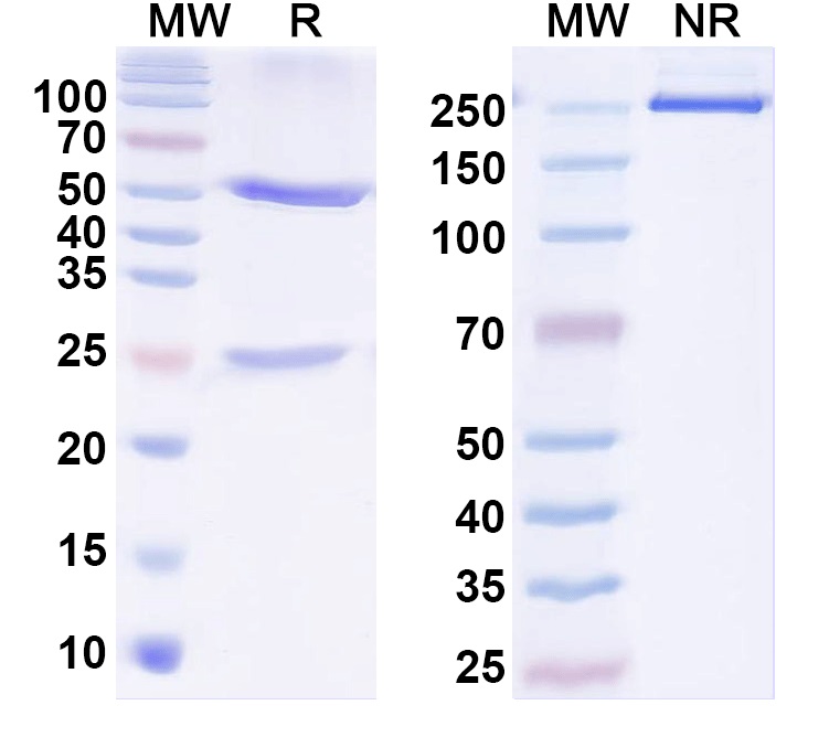 SDS-PAGE for InVivoMAb Anti-Human IL1B/IL1F2 (Iv0019)