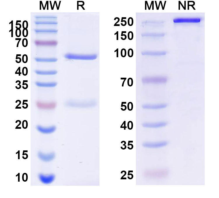 SDS-PAGE for InVivoMAb Anti-Human IL31 Antibody (Iv0206)