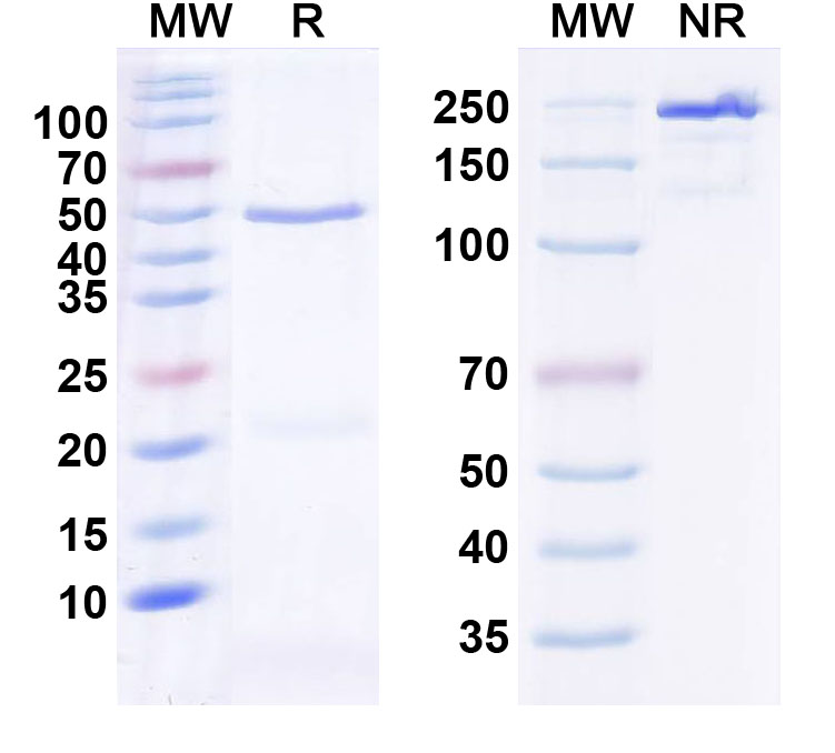 SDS-PAGE for InVivoMAb Anti-Human IL36RN/IL-1F5 (Iv0035)