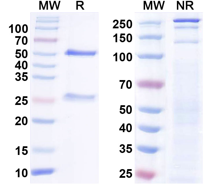 SDS-PAGE for InVivoMAb Anti-Human IL6 (Iv0022)