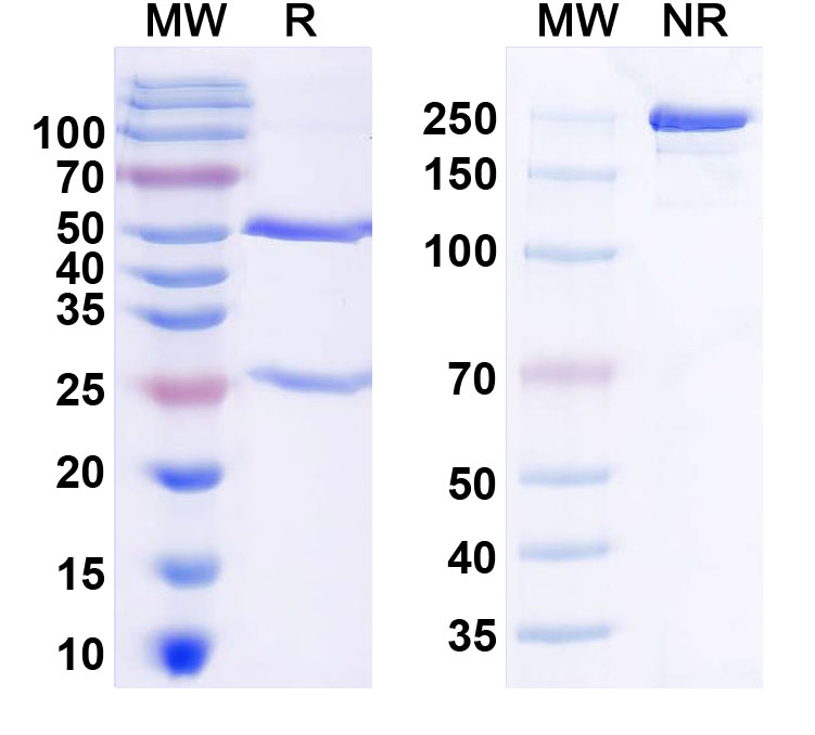 SDS-PAGE for InVivoMAb Anti-Human IL8/CXCL8 (Iv0023)