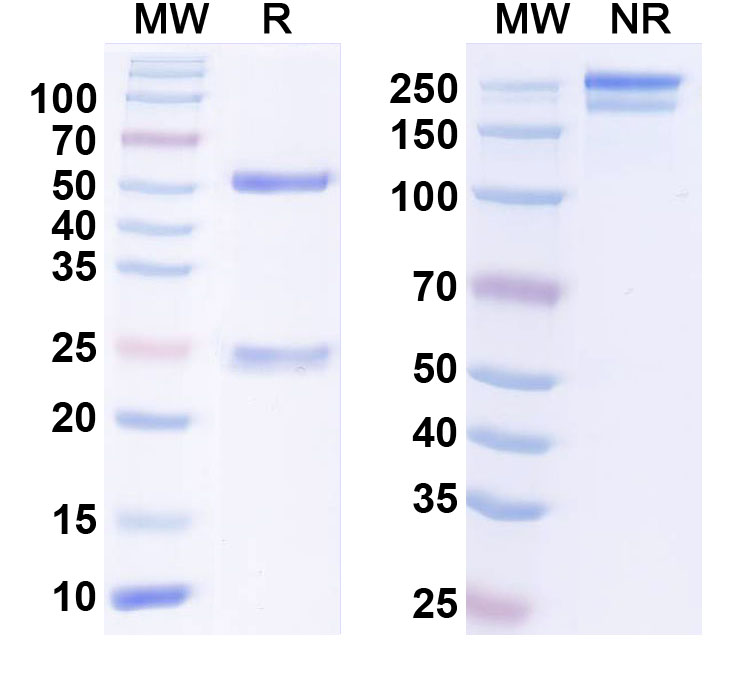SDS-PAGE for InVivoMAb Anti-Human LAMP5 Antibody (D2)