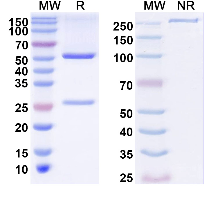 SDS-PAGE for InVivoMAb Anti-Human LTA/TNF-beta (Iv0051)