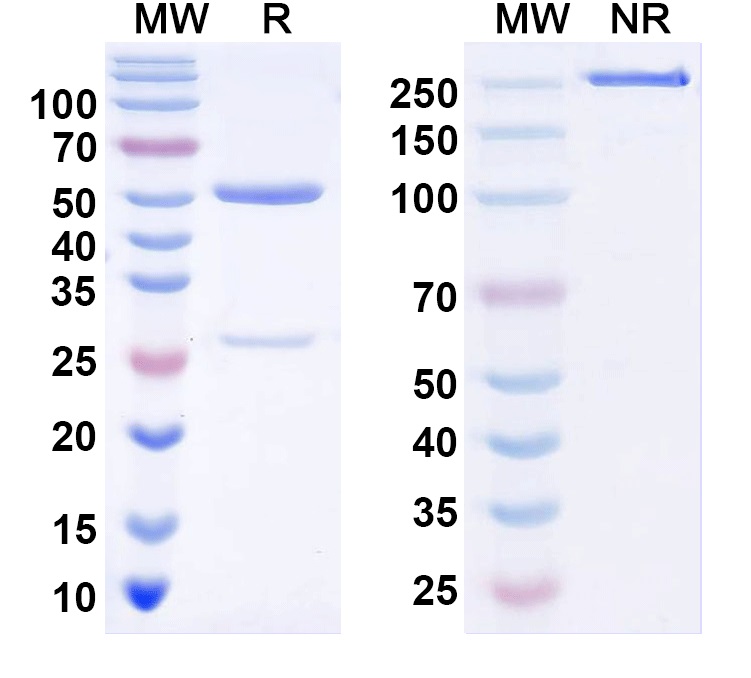 SDS-PAGE for InVivoMAb Anti-Human MASP2 Antibody (17D20)