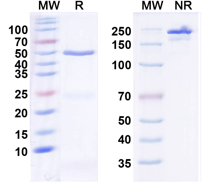 SDS-PAGE for InVivoMAb Anti-Human/Mouse CD274/PD-L1/B7-H1 Antibody (PRO304397)