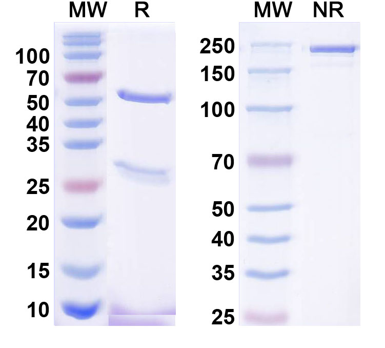 SDS-PAGE for InVivoMAb Anti-Human MUC16 Antibody (AR9.6)