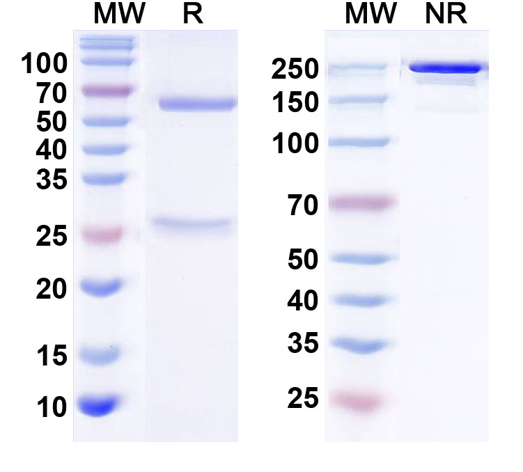 SDS-PAGE for InVivoMAb Anti-Human MUC5AC Antibody (Iv0182)