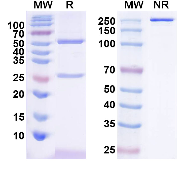 SDS-PAGE for InVivoMAb Anti-Human PRLR Antibody (Iv0132)