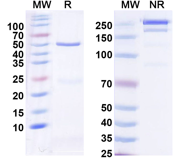 SDS-PAGE for InVivoMAb Anti-Human RSPO3 Antibody (Iv0181)
