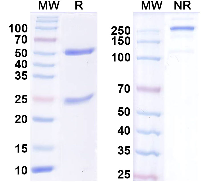 SDS-PAGE for InVivoMAb Anti-Human SAA1 Antibody (2A4)