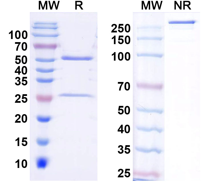 SDS-PAGE for InVivoMAb Anti-Human SAA1 Antibody (Iv0186)