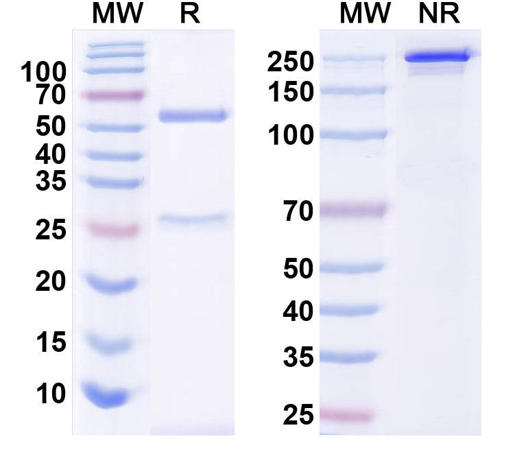 SDS-PAGE for InVivoMAb Anti-Human SNCA Antibody (9E4#)