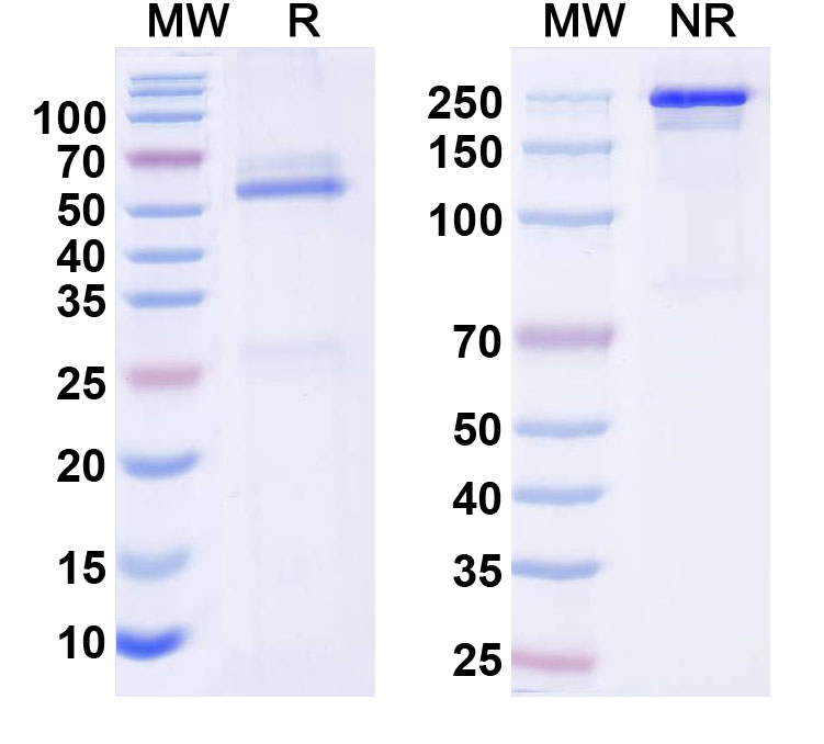 SDS-PAGE for InVivoMAb Anti-Human SNCA Antibody (Iv0172)