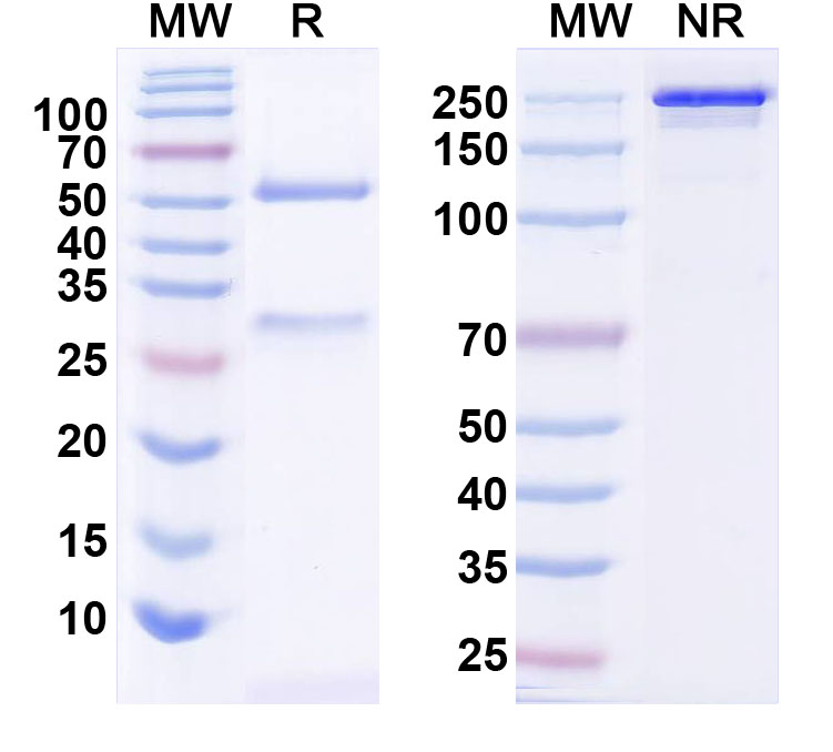 SDS-PAGE for InVivoMAb Anti-Human SNCA Antibody (Iv0174)