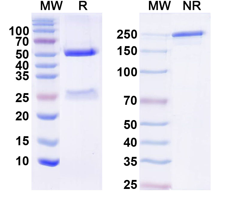 SDS-PAGE for InVivoMAb Anti-Human TERM2 Antibody (42E8#)