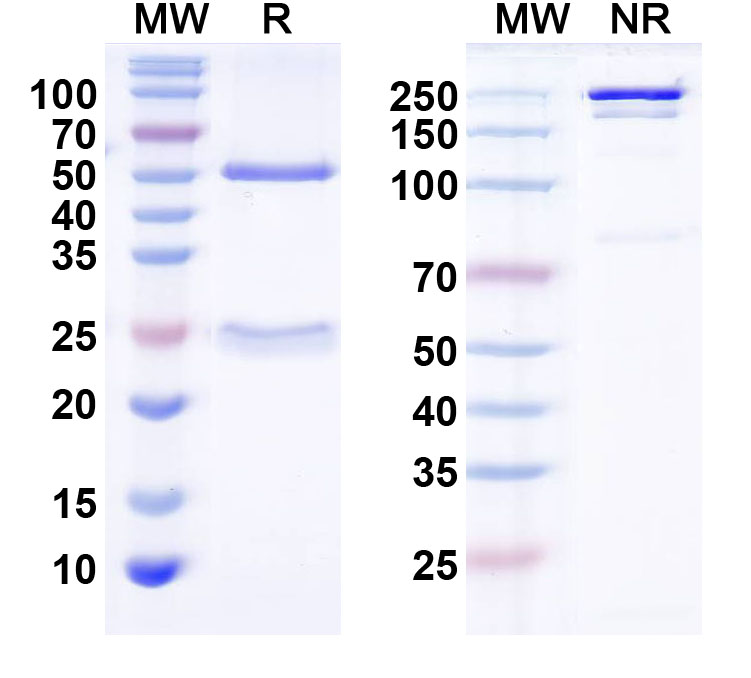SDS-PAGE for InVivoMAb Anti-Human TGFB2/TGF-beta-2 (Iv0070)