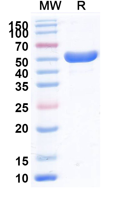 SDS-PAGE for InVivoMAb Anti-Human TREM1 & CD46 Bispecific Antibody (SAA2036)