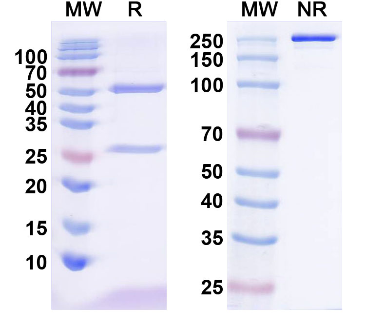 SDS-PAGE for InVivoMAb Anti-Human VEGFA (Iv0071)