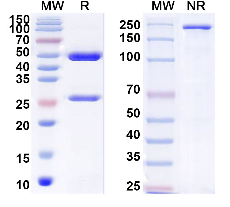 SDS-PAGE for InVivoMAb Anti-Influenza A virus HA/Hemagglutinin Antibody (FLD21.140)