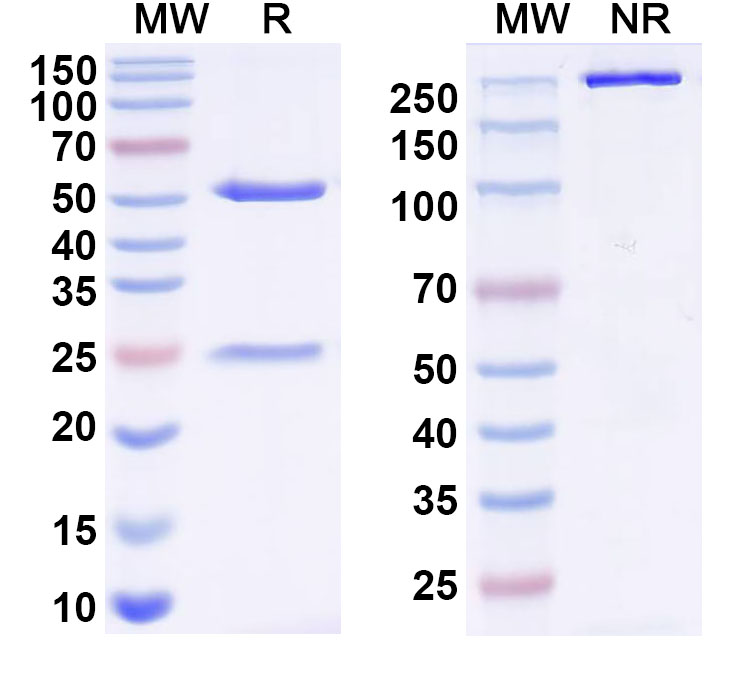 SDS-PAGE for InVivoMAb Anti-Influenza A virus HA/Hemagglutinin Antibody (Iv0148)