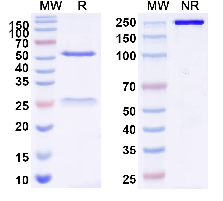 SDS-PAGE for InVivoMAb Anti-Influenza A virus HA/Hemagglutinin Antibody (Iv0149)
