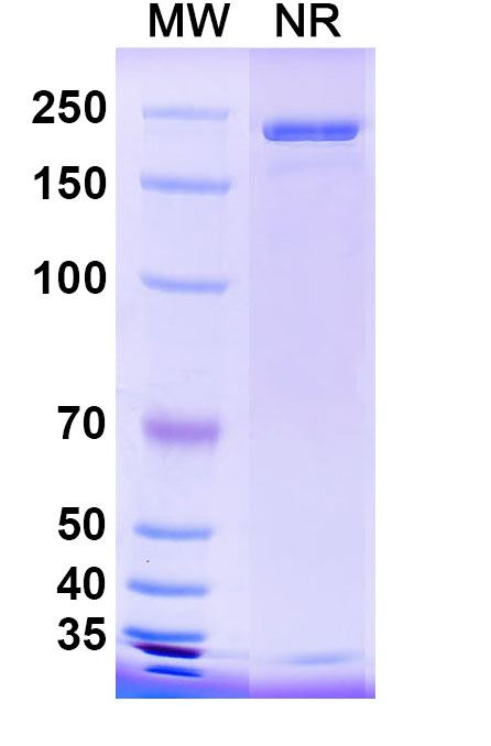 SDS-PAGE for InVivoMAb Anti-Influenza A virus HA/Hemagglutinin Antibody (Iv0150)