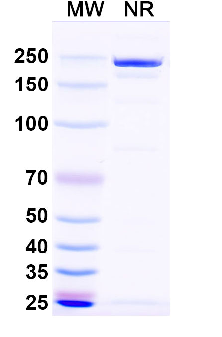 SDS-PAGE for InVivoMAb Anti-Influenza A virus Neuraminidase/NA Antibody (1G01)