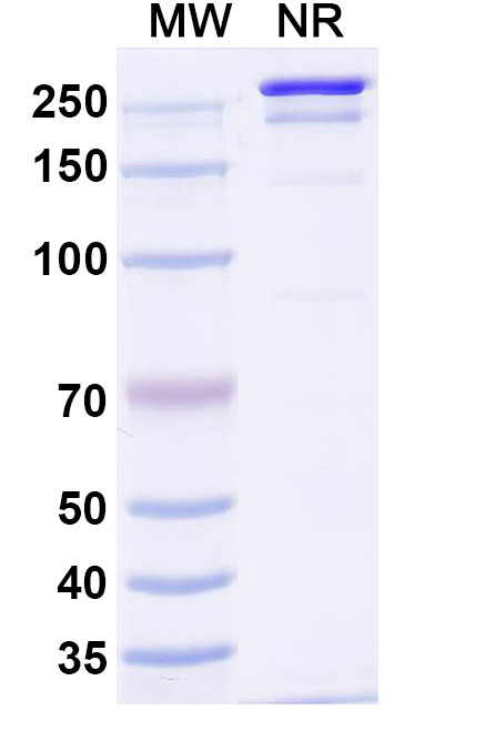 SDS-PAGE for InVivoMAb Anti-Influenza A virus Neuraminidase/NA Antibody (1G04)