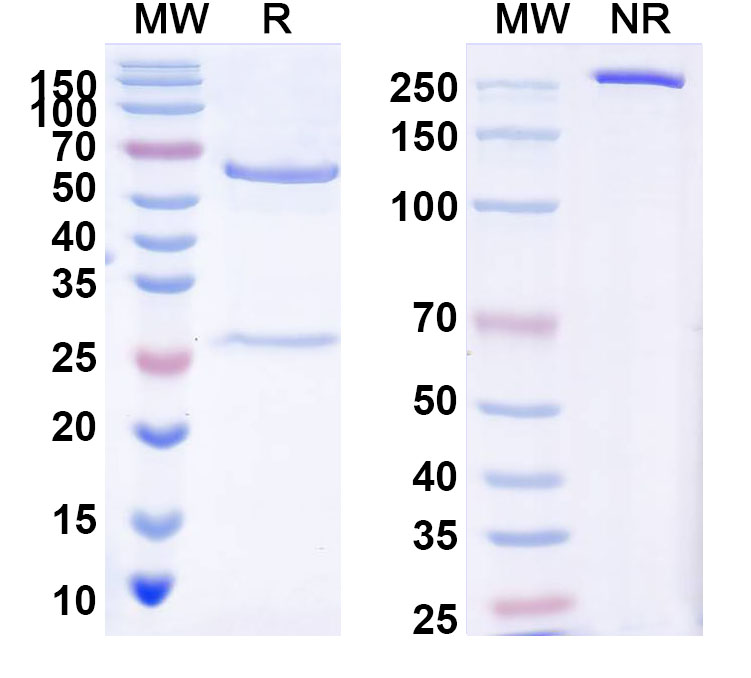 SDS-PAGE for InVivoMAb Anti-LASV GPC Antibody (LAVA01)
